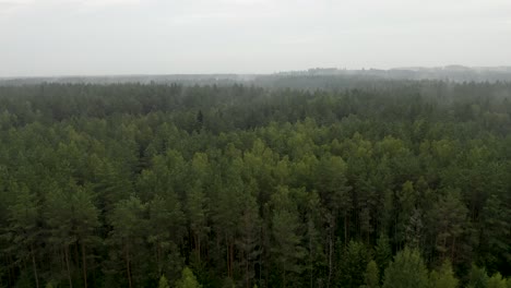 Vuelo-De-Drones-Sobre-Un-Bosque