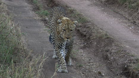 macho grande de leopardo, caminando hacia una cámara más cercana en el camino a la luz de la mañana temprano, serengeti, tanzania