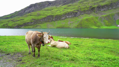 vaca con lago bachalpsee y alpes suizos en grindelwald
