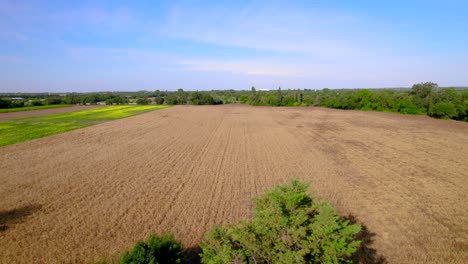 Luftaufnahme-Mit-Dolly-über-Einem-Weizenfeld-Vor-Der-Ernte-In-Bernis