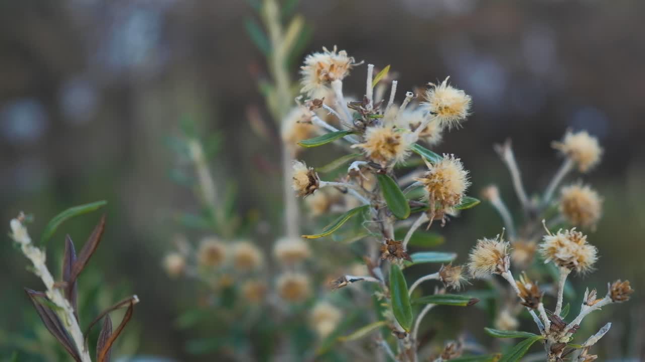 el viento sopla sobre la planta de cardo salvaje en el parque nacional tierra del fuego de cerca