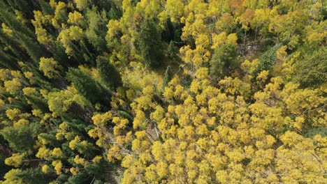 top down aerial view of aspen and conifer forest on sunny autumn day