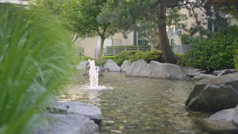 a close up shot of a pond in vancouver, canada