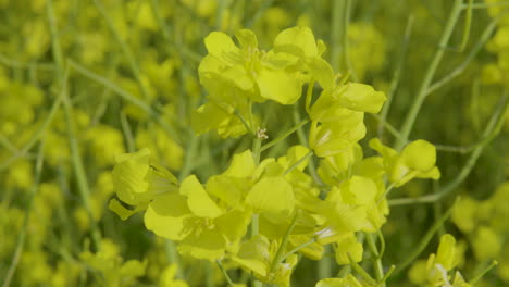 intricate details of vibrant yellow rapeseed flowers,close up shot