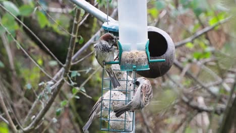 pequeños pájaros de jardín alimentándose de un alimentador de pájaros abastecido- carbonero común- herrerillo común