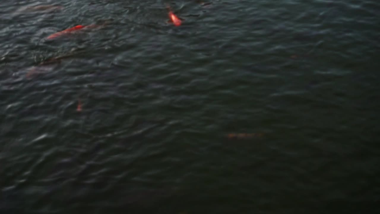 золотая рыбка на большом пруду