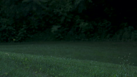 fireflies glow in a meadow just before dark
