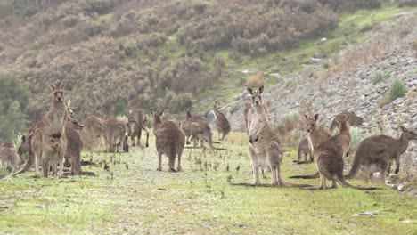 canguros grises forrajeando y disfrutando del clima más cálido