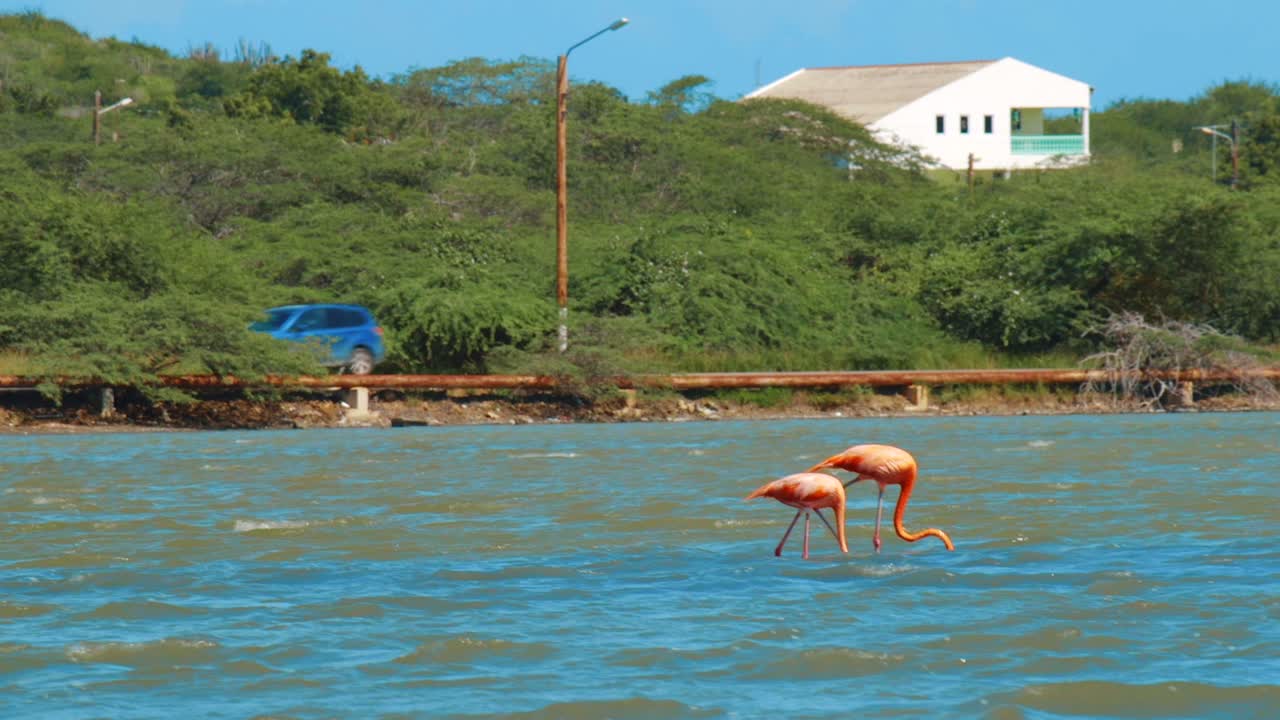dos flamencos rosados parados en una salina poco profunda en curacao mientras un auto conduce detrás en la distancia