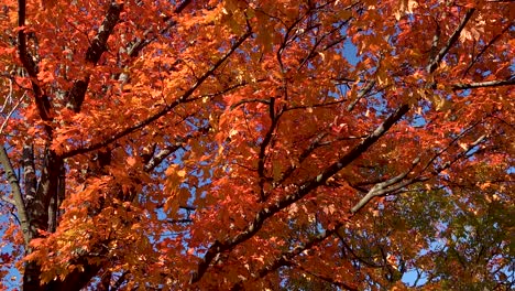 orange autumn leaves blowing in the wind 4k