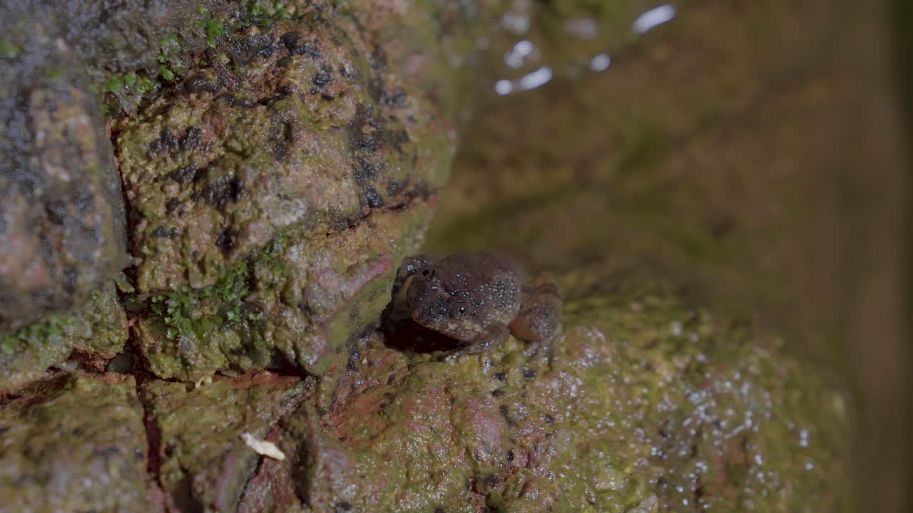 rana del arroyo de kuhl sentada en una roca cerca del agua del arroyo de montaña que fluye en el bosque
