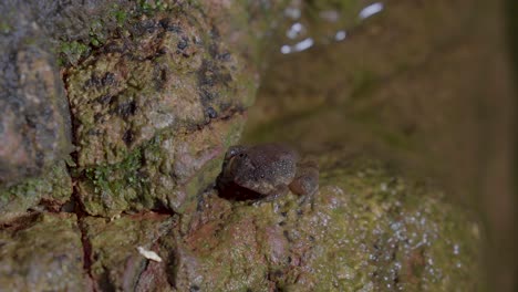 Kuhl's-Creek-Frog-sitting-on-rock-near-mountain-stream-creek-water-flowing-in-the-forest