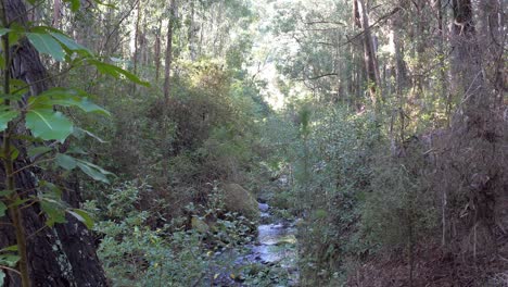 Stream-in-shadow-as-it-winds-through-dense-bush---Banks-Peninsula