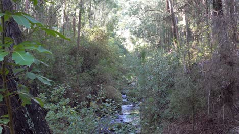 un arroyo en la sombra mientras serpentea a través de la densa selva de la península de banks