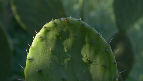 un primer plano detallado captura los picos de los cactus.