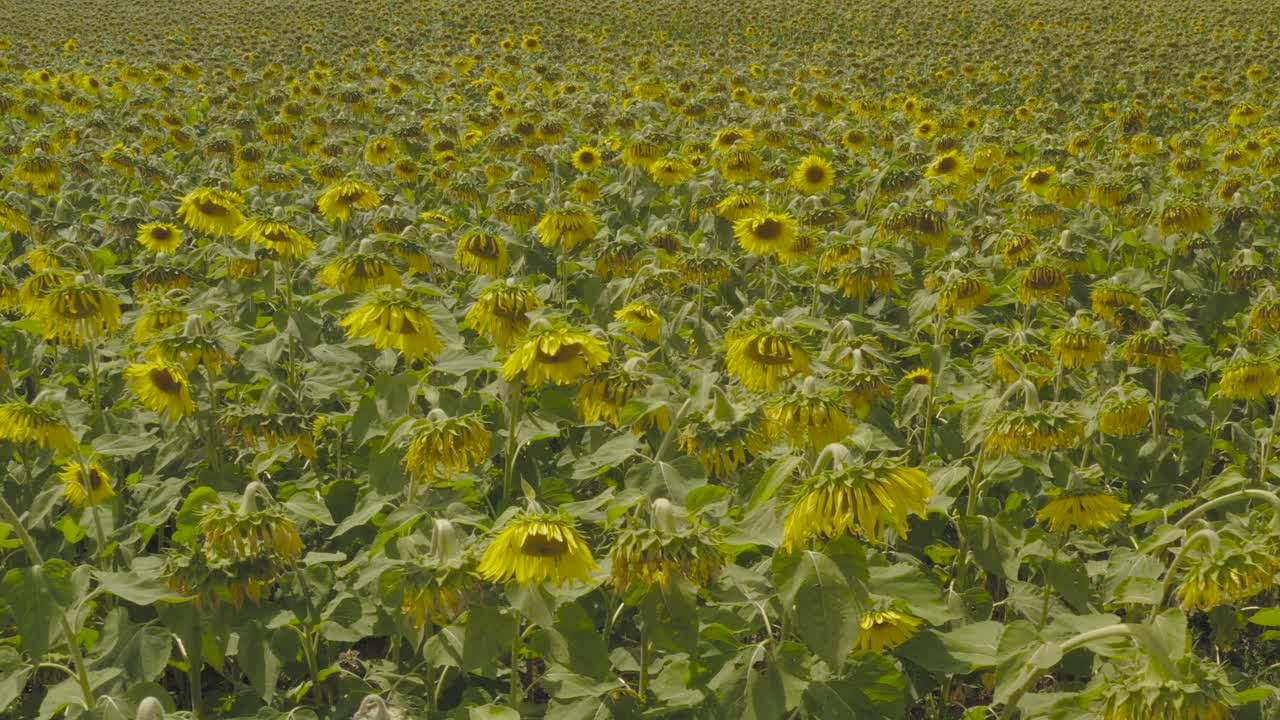 Girasoles creciendo densamente en un campo. Toma estática con trípode.