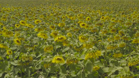 girasoles que crecen densamente en el campo. disparo estático con trípode