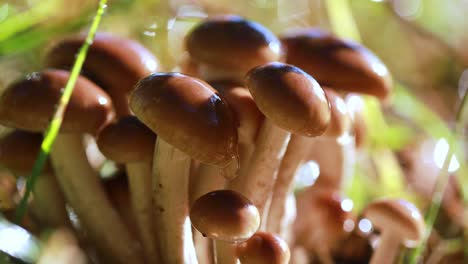 hongos armillaria de agarico de miel en un bosque soleado