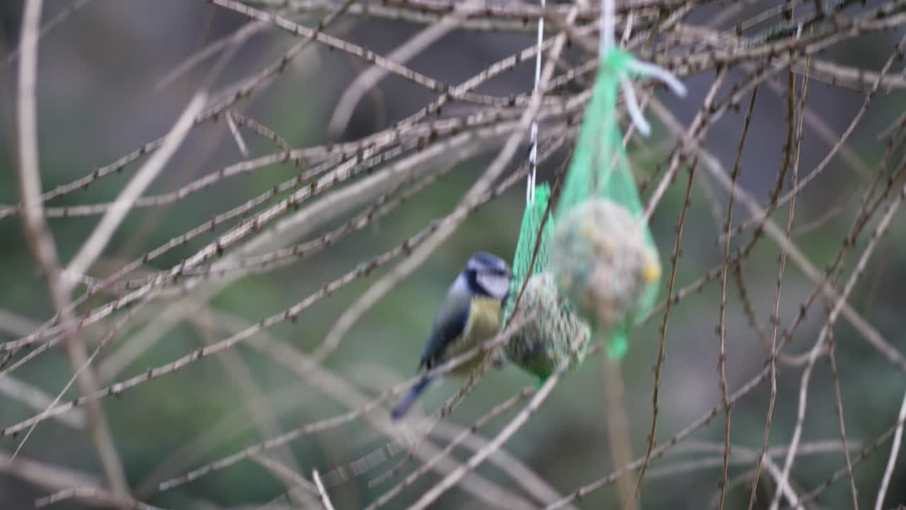 pajarito en una bola de grasa de pájaro colgando de un árbol