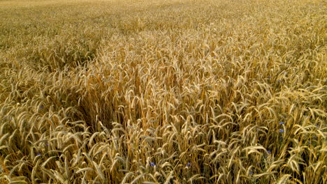 ears of golden wheat fields during harvesting season