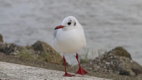 Black-Headed-Gull,-Chroicocephalus-ridibundus,-in-winter-plumage.-Netherlands