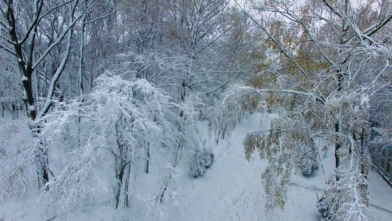 Heavy branches of trees covered with snow hanging over the path in the park. Drone ascending over the city in winter.