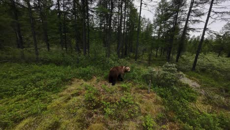 a drone captures a bear in its natural habitat, showcasing wildlife's beauty