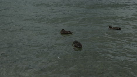 Ducks-on-lake-Okareka,-Rotorua,-New-Zealand