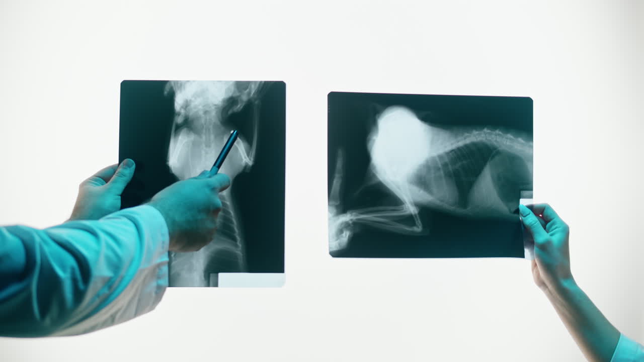 Veterinari che esaminano radiografie di animali per la diagnosi.