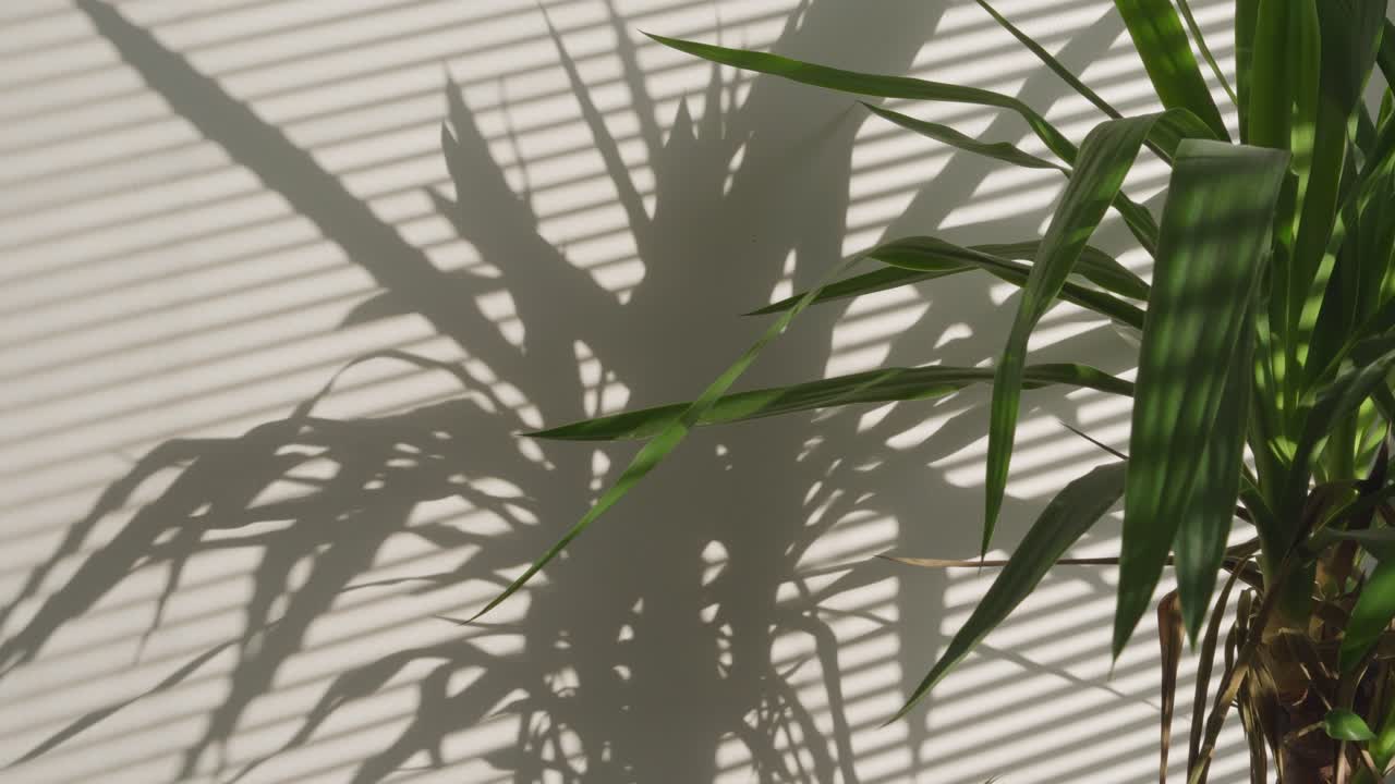 House plant casting a shadow on the wall