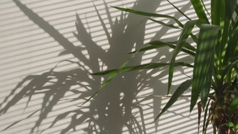 house plant casting a shadow on the wall