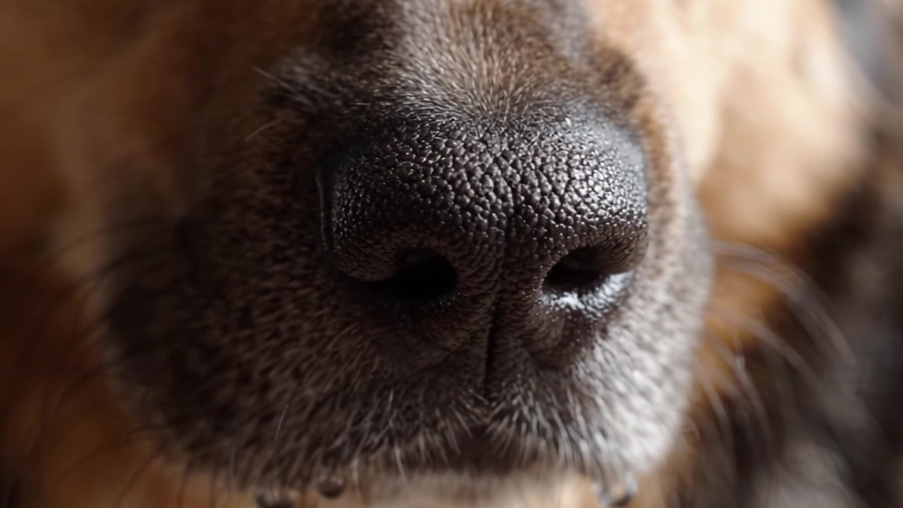 Primer Plano de la Nariz de un Perro Capturando la Textura Única y la Expresión de la Vida Canina con Perfecta Claridad, Resaltando sus Rasgos Distintivos y Detalles Vibrantes
