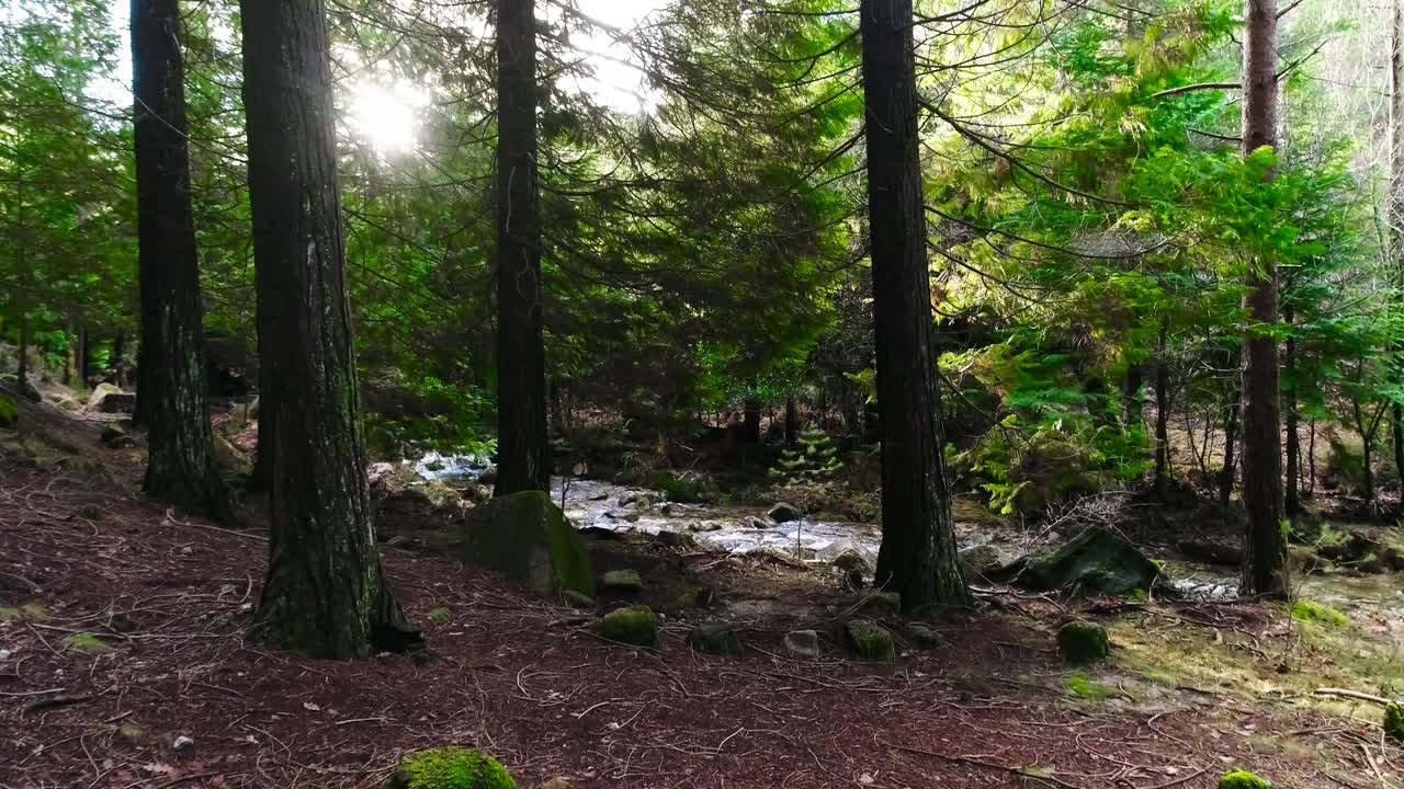 Tra i pini nella foresta 03