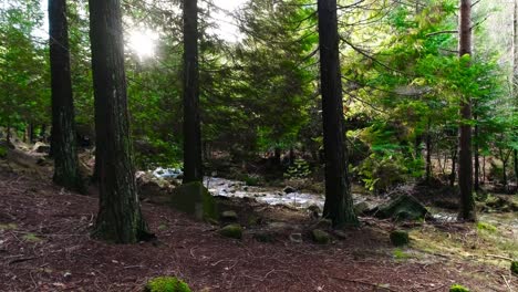 Inside-Pine-Trees-in-the-Forest-03