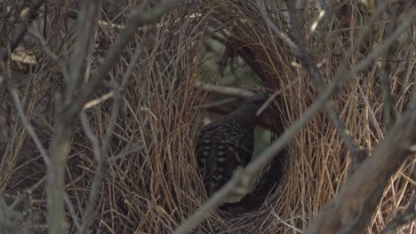 Schöner-Großer-Laubenvogel,-Der-Ihr-Nest-Vorbereitet---Nahaufnahme