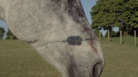 head of grey horse in fenced field tilting down shot portrait