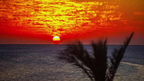 tiro de lapso de tiempo de puesta de sol naranja en el horizonte detrás del mar y palmera borrosa en primer plano