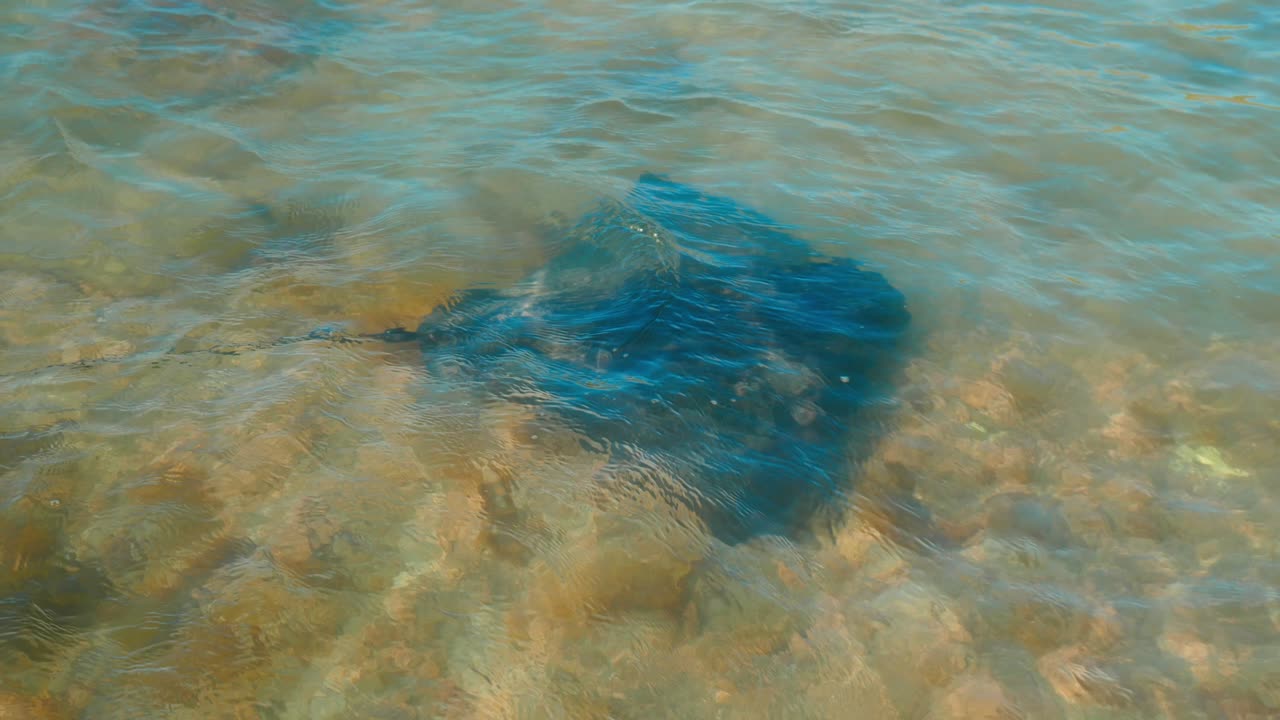 Marvel At The Graceful Stingray As It Elegantly Glides To The Left, A ...