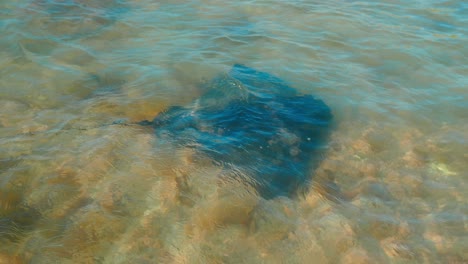 marvel at the graceful stingray as it elegantly glides to the left, a mesmerizing underwater display in its natural habitat