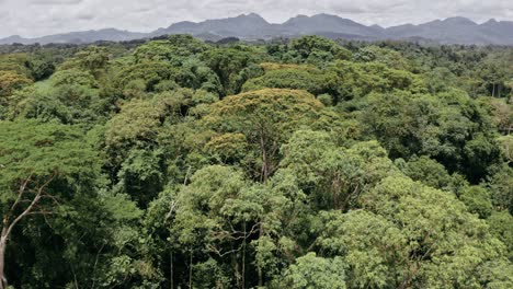 A-peaceful-flight-above-a-dense-forest-with-mountains-on-the-horizon