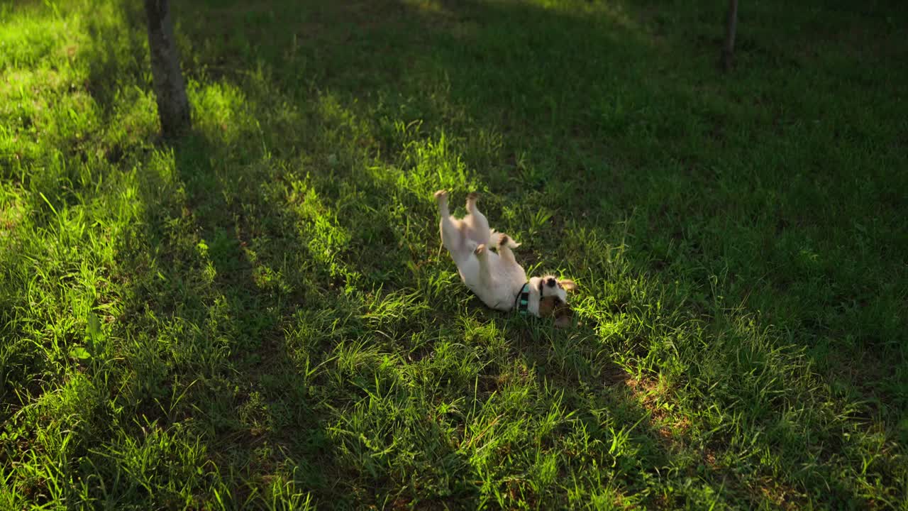 귀여운 잭 러셀 테리어가 풀에서 놀고 있다