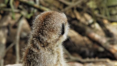 retrato de suricata vigilante mirando a su alrededor en el desierto