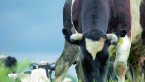 grazing cows in summer field. cow grazing in field. cattle grazing