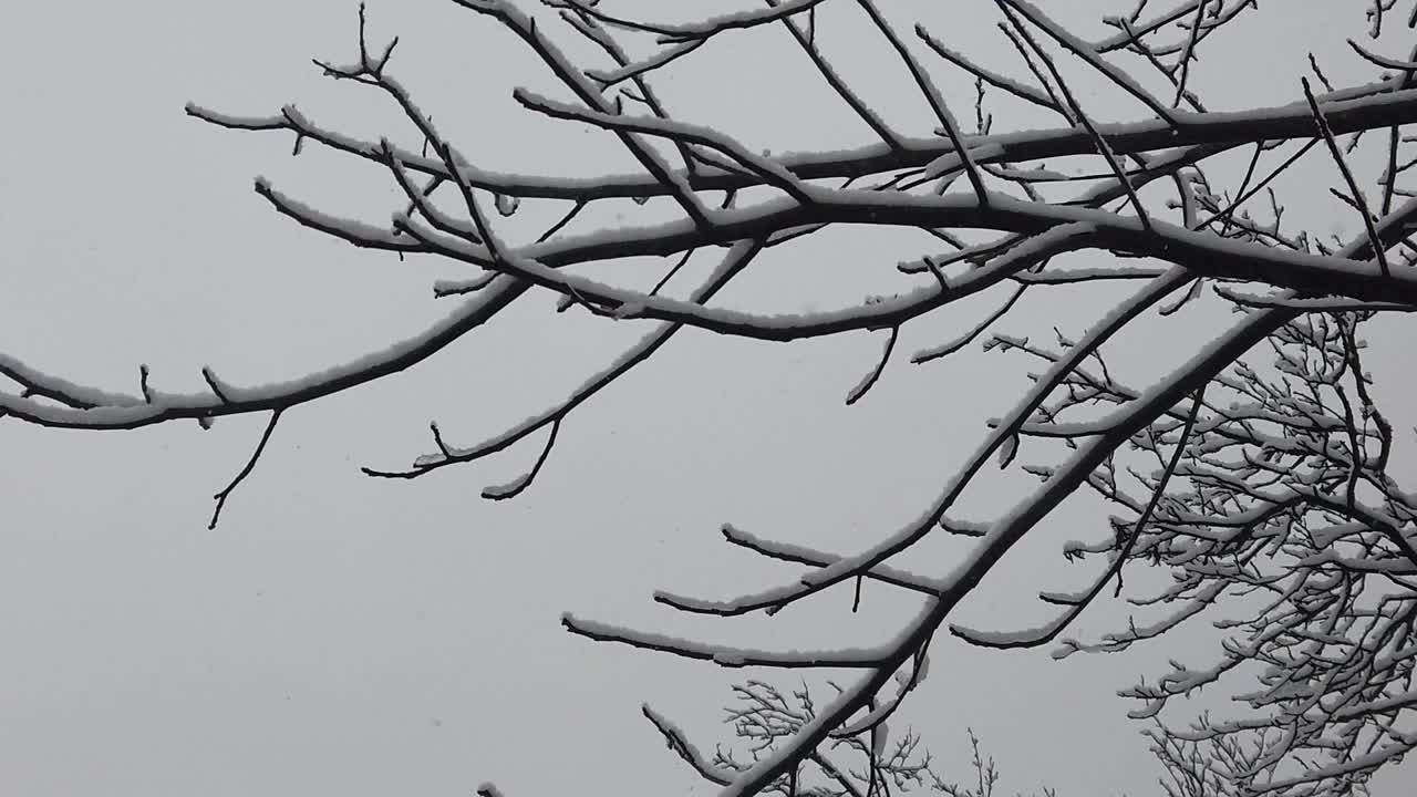 나뭇가지와 나뭇잎이 눈으로 뒤덮이는 것과 같은 고해상도 세부 사항으로 숲의 눈보라