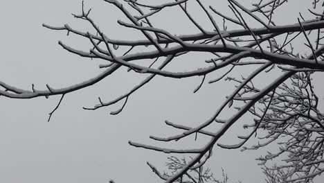 tormenta de nieve en el bosque, con detalles de alta resolución como ramas y hojas cubiertas de nieve