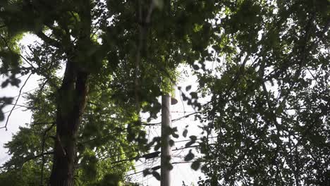 Chicago-telephone-pole-through-the-trees