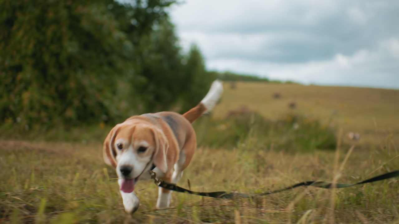 Padrone del cane che tiene il guinzaglio mentre il cane esplora un campo erboso, annusando il terreno con la bocca aperta, in un suggestivo paesaggio di campagna con dolci colline, balle di fieno sparse e vegetazione lussureggiante sotto un cielo nuvoloso.