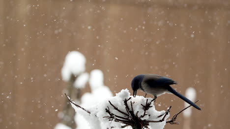 California-Scrub-Jays-Auf-Einem-Schneebedeckten-Ast