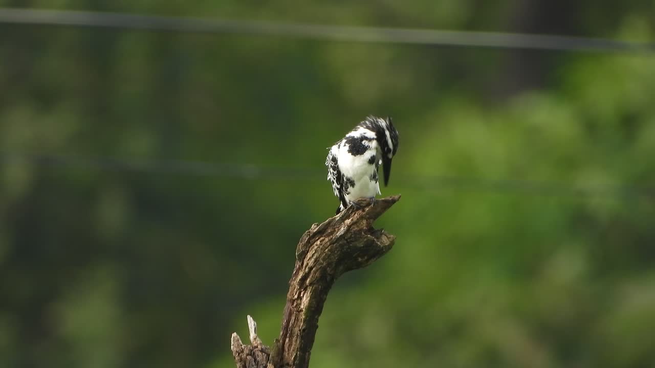 martín pescador - área de estanque de palanca