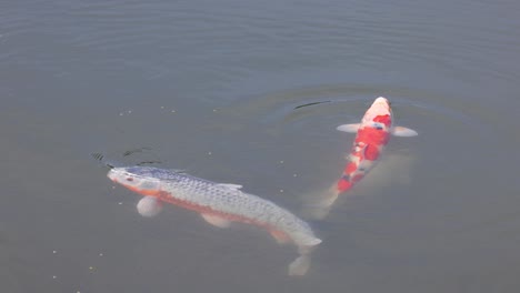 colorful koi fish gracefully glide through water